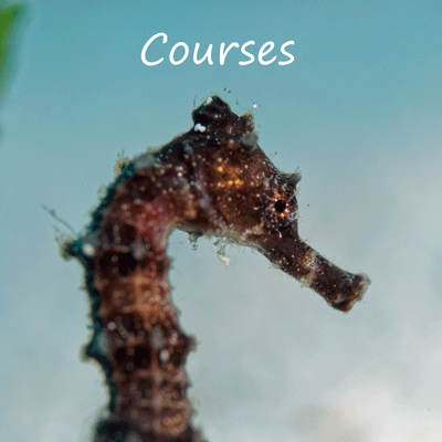 courses image