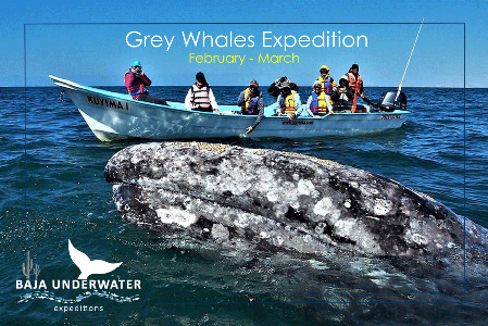 grey whales