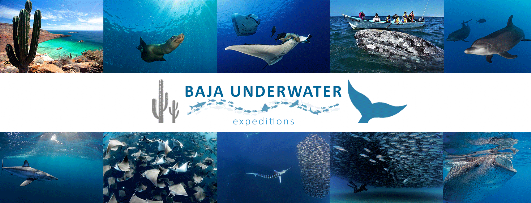 baja underwater expeditions